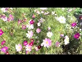 girly energy for slow quiet days playlist