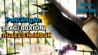 Download Pleci Buxtoni Nembak - Pancingan Pleci Buxtoni Agar Buka Paruh - Ngalas Nembak MP3