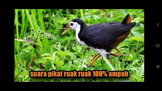 Download SUARA PIKAT RUAK RUAK MEMANGGIL JANTAN DAN BETINA 100% AMPUH MP3