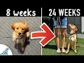Your Step-By-Step Puppy Training Schedule By Age