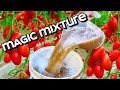 Download Lagu Give Tomatoes This Mix in August — Watch Them Explode with Fruits