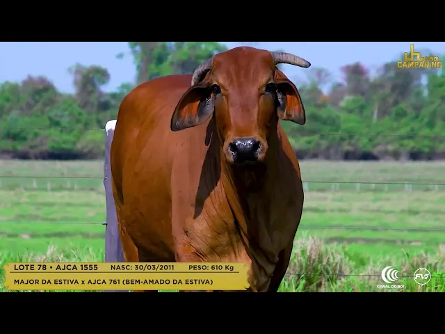 Lote 78 - Matriz Sindi AJCA-1555 - Leilão Sindi Camparino 2022 - erural