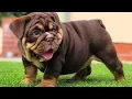 ENGLISH BULLDOG PUPPIES Funny and cute English bulldog puppies Compilation 01 2020 Animal Lovers