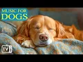 Download Lagu Dog TV: Relaxing Music for Dogs | Soothing Videos to Reduce Stress and Promote Calmness in Dogs