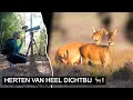 Download Lagu Vlog #309: Edelherten in de ochtendzon op de Veluwe 💛 | Sony A7 IV