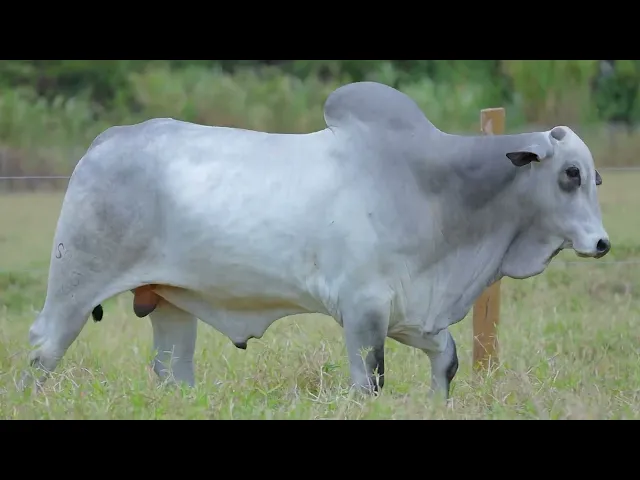 Touro Nelore SABZ - 46