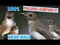 Download Lagu SUARA PIKAT SRDC BALI. PIKAT AMPUH UNTUK SRDC TROTOLAN