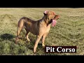9 Facts You Need to Know Before Buying a Pit Corso American Pit Bull Terrier And Cane Corso Mix