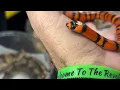 Joliet Show Me Reptile Show Walk Through