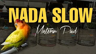 Download MASTERAN LOVEBIRD PAUD AGAR NGEKEK PANJANG JEDA RAPAT MP3