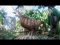 Download Lagu Ayam hutan hijau Betina Gacor Cocok Untuk pancing Pejantan yang malas koker