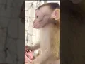 Lagu “It Looks Like She’s Talking to Her! 😍🐵💕”