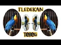 Download Lagu Tledekan Gunung Gacor Teler || Lagu Santai Cocok Buat Pancingan