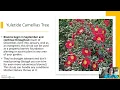 Flowering Trees of MD