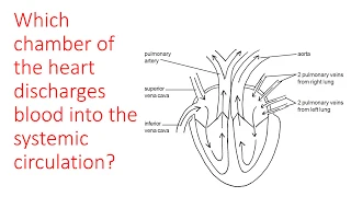 Heart and major blood vessels quiz
