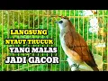 Download Lagu Suara burung trucuk gacor memanggil lawan Pancingan trucuk betina memanggil jantan