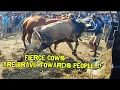 Download Lagu SEREM SAPI NGAMUK OLENG BIKIN SUASANA PASAR RAMAI PAGI INI HIII 🔥🔥🔥