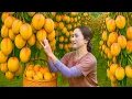 Download Lagu Harvesting RARE Pink Mango To Sell | Ancient Village Cooking Lunch – SOLD OUT Fast!