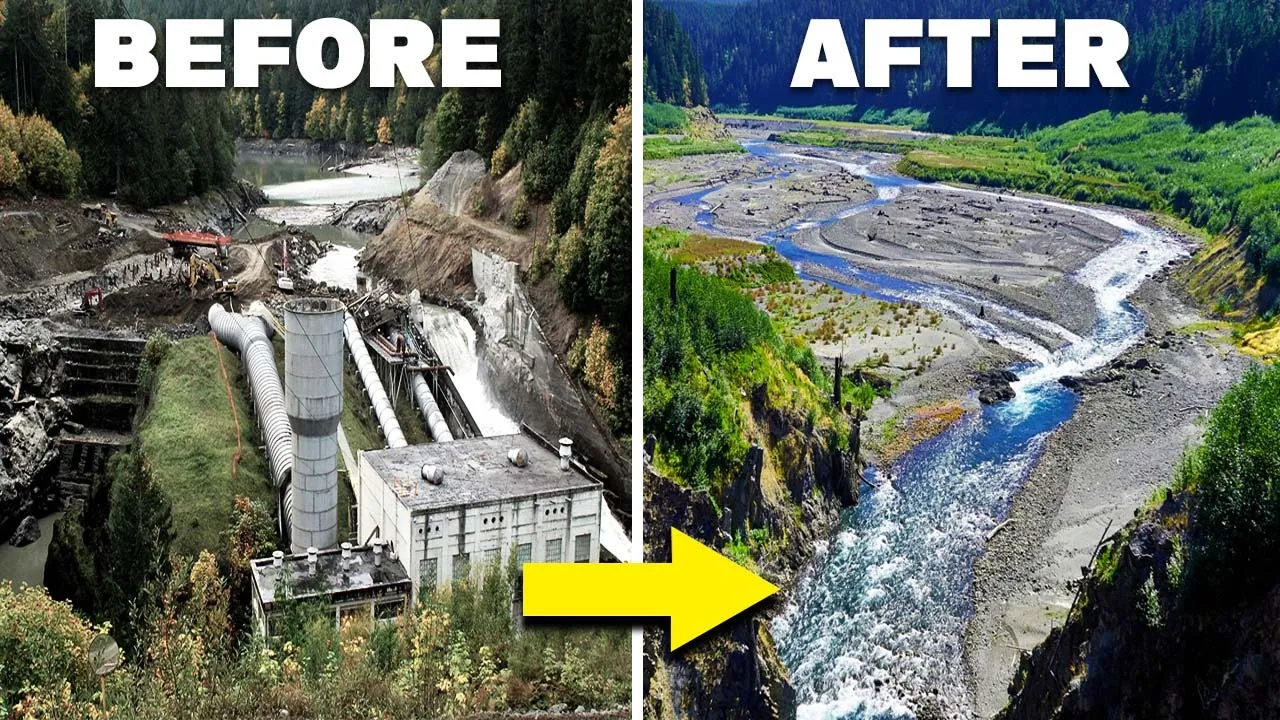 How The Largest Dam Removal Of All Time Brought An Entire Ecosystem Back From Extinction!