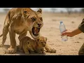 DYING LIONESS Has 3 SECONDS to Decide: KILL the Human or SAVE Her Cubs