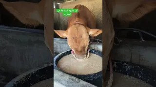 تسمين العجول 