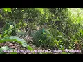 Download Lagu Bẫy chim quốc ( cuốc ) gặp bổi độc thân máu chiến về  hù mồi hết hồn