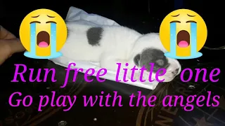 Download Run free little  one  Go play with  the  angels MP3