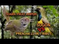 Download Lagu SUARA PIKAT SOGON RIBUT KOMBINASI BURUNG TERANCAM SANGAT EFEKTIF UNTUK MEMIKAT SOGON.