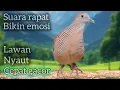Download Lagu PERKUTUT LOKA SUARA RAPAT‼️bikin emosi LAWAN IKUTAN bunyi GACOR. 