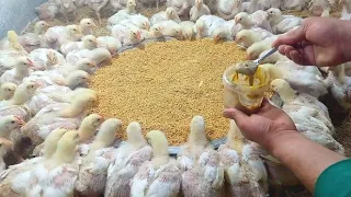 عمر 20يوم الفراخ بداية الخلطة لتحويل ورافع الوزن والتسمين بسرعه الصاروخ معلقة من كل نوع يساوى كنوز 