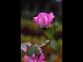 Satu Dalam Cinta - Mus Mujiono \u0026 Andi Meriem Matalatta (With Lyric)