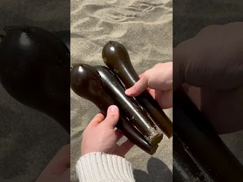 Turning Kelp into a Rattle