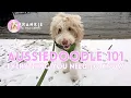 The Ultimate Guide to Aussiedoodles - Everything you need to know