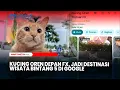 Kucing Oren yang Viral, Jadi Destinasi Wisata Bintang 5 di Google