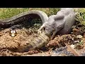 Mengerikan.!! Ular Piton Telan Buaya Besar Bulat-Bulat.!!