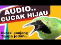 Download Lagu NEW AUDIO‼️ MASTERAN CUCAK HIJAU PILIHAN JURI.