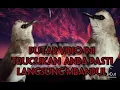Lagu SUARA BURUNG TRUCUKAN , MERASA TERANCAM