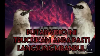 Download SUARA BURUNG TRUCUKAN , MERASA TERANCAM MP3