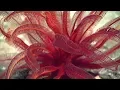 Facts The Feather Star