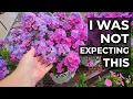 Lowe s Plant Shopping Planting an Olive Tree Why I Love Clearance Plants