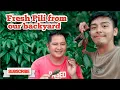 Download Lagu Harvesting fresh pili nuts form our backyard again #youtube #vlog #video #youtubevideo