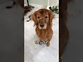 Download Lagu My dog decided to make some dirt art… #goldenretriever #baddog #dogdad