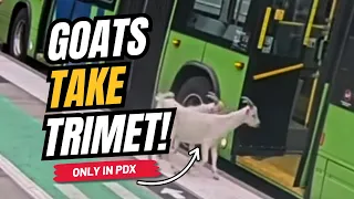 Caught on Camera Loose Goats Try to Board Portland Bus