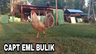 6 cock araw nang davao 2 times winner in the show