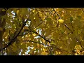 1 Hour Calming White Noise  and Scenes  - Nature Sound (Birds, wind and rustling leaves)