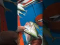 Download Lagu അയല കറിയുടെ കാഴ്ച 👌🏼#fishingvideos #fishing #kadal #fish #oceanfishing #seafood #beach