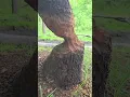 Download Lagu Fallen beaver chew tree Still holding on week's later! #beavers #trees #falentree #cool
