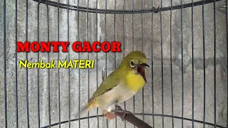 pancingan pleci monty gacor nembak materi