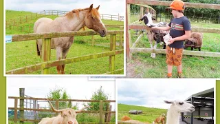 Kids having fun at Mollie moo s pet farm