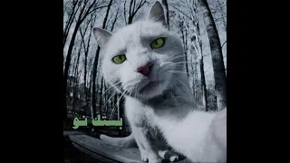 شاهين العبقري بستك نو دندنها